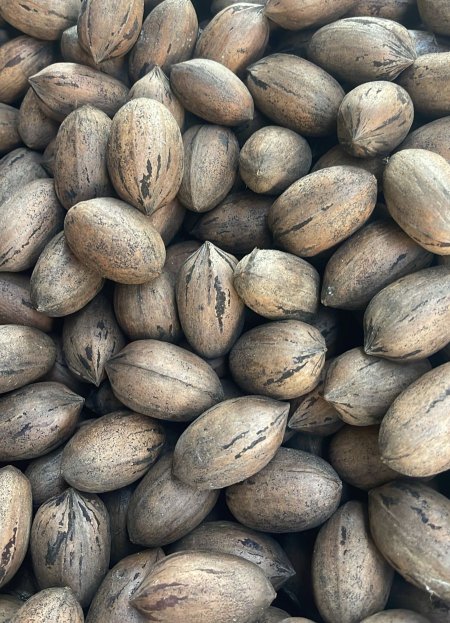 جوز بيكان حب ني