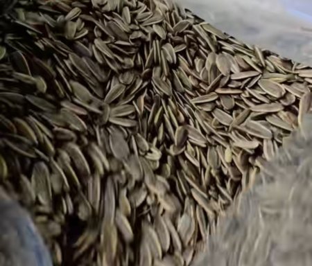 كيلو بزر عباد الشمس محمص